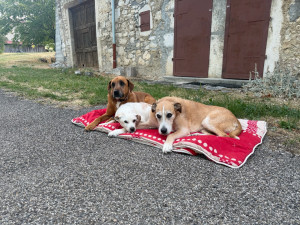 Photo de galerie - Bonjour, besoin de faire garder votre chien ? partez tranquillement en weekend ou en vacances je prendrai soin de votre chien, parole de waoufs ?