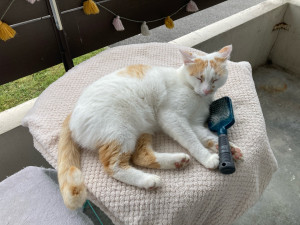 Photo de galerie - Léo un chat sans domicile que j’héberge ?