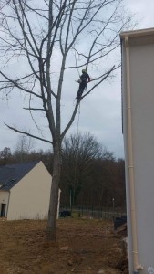 Photo de galerie - Coupe des branches allant sur la toiture.