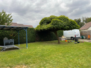 Photo de galerie - Taille de haies et d'arbustes