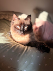 Photo de galerie - Mon bébé mocca 1 ans 