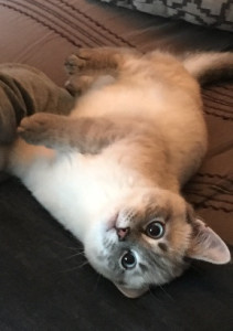 Photo de galerie - Notre chat Pixel