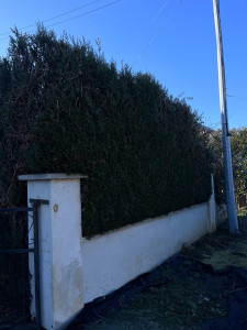 Photo de galerie - Taille de haie 