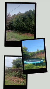 Photo de galerie - Une bonne remise en forme pour cette haie 