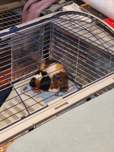 Photo de galerie - Naissance de 3 petits loulous à la maison en mars 2025 (malheureusement en cage pour leur sécurité à cette époque). Ils coulent tous des jours heureux chez nous ✨
