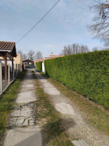 Photo de galerie - Taille de haie non entretenu ( remise en état)