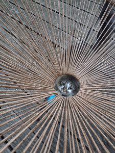Photo de galerie - Un chat qui joue est sûrement très serein