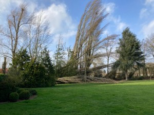 Photo de galerie - Elagage et coupe d'arbres