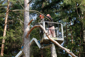 Photo de galerie - Elagage et coupe d'arbres