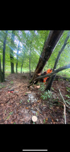 Photo de galerie - Elagage et coupe d'arbres