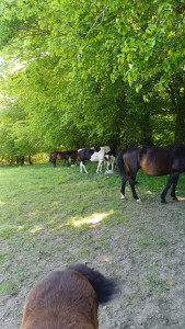 Photo de galerie - Soins Nourrissage et Visites des chevaux de propriétaires 