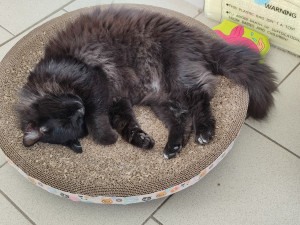 Photo de galerie - Garde chat