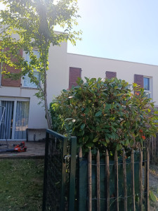 Photo de galerie - Rabattage et taille de haie