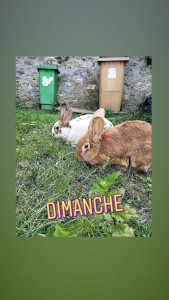 Photo de galerie - Garde des Lapins , sortis dans la nature le laisser profiter du jardin. 
Les nourrir, nettoyer, changer de foin. 