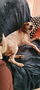 Photo de galerie - Garde chien 