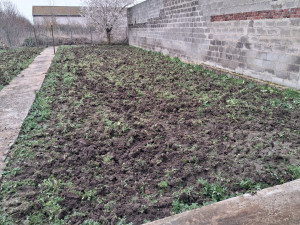 Photo de galerie - Travail avec mon vibroculteur pour détruire les mauvaises herbes avant le fraisage