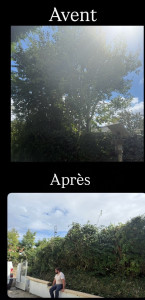 Photo de galerie - élagages d un arbres 