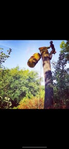 Photo de galerie - Elagage et coupe d'arbres