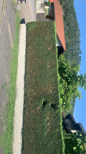 Photo de galerie - Taillage de haie??