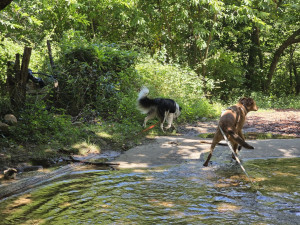 Photo de galerie - Garde chien