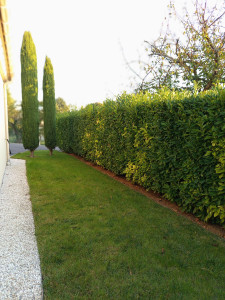 Photo de galerie - Taille de haies et d'arbustes