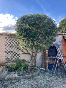 Photo de galerie - Petite taille d’ olivier 