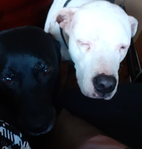 Photo de galerie - L'amitié entre une chienne gardée et ma chienne