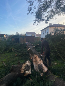 Photo de galerie - Démontage + abattage 