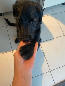 Photo de galerie - Garde chien 