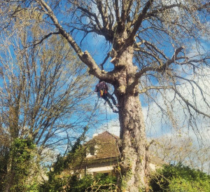 Photo de galerie - Coupe de branches d un maronnier dans le but d un démontage 
