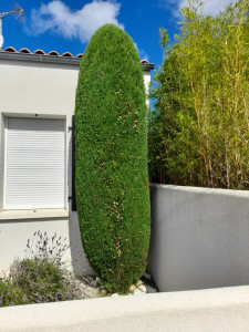 Photo de galerie - Taille de haies et d'arbustes