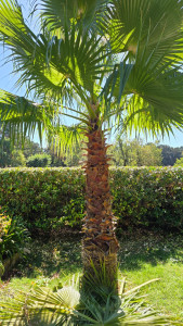 Photo de galerie - Taille haie , propreté jardin 
