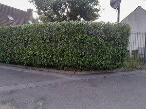 Photo de galerie - Taille de haie