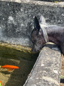 Photo de galerie - La fraîcheur du bassin