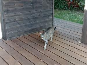 Photo de galerie - Garde chat