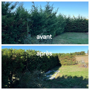 Photo de galerie - Taille de cyprès 