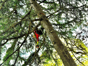 Photo de galerie - Elagage et coupe d'arbres