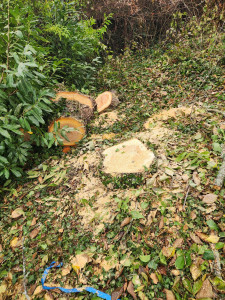 Photo de galerie - Abattage 