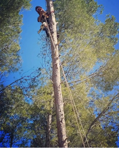 Photo de galerie - ÉLAGAGE - grâce au diplôme de cordiste obtenu il y a maintenant un moment , nous pouvons réaliser vos chantier d’élagage en toute sécurité autant pour nous que pour les autres ! 