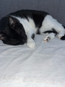 Photo de galerie - Sarko, un chat que j’ai pu garder à mon domicile. 