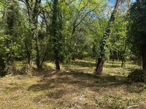 Photo de galerie - Débroussaillage parcelle forestière
