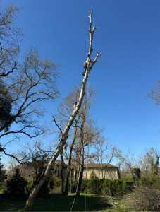 Photo de galerie - Elagueur