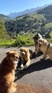 Photo de galerie - @dogclub.aravis