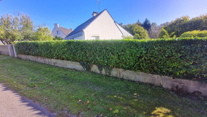 Photo de galerie - Taille de haie de laurier cerise avec évacuation des déchets verts 