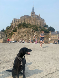 Photo de galerie - Garde chien