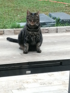 Photo de galerie - Garde chat
