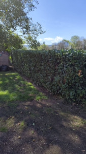 Photo de galerie - Taille d'une haie à Arthaz 