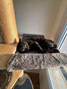 Photo de galerie - Garde chat