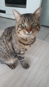 Photo de galerie - Garde animaux