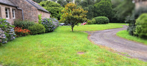 Photo de galerie - Tonte pelouse 